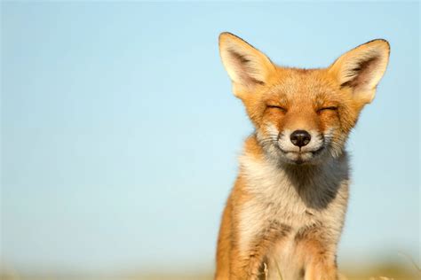 rspb weekly lottery.
